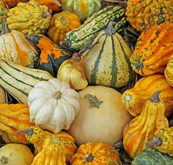 Big Apple Gourd Seed - Image 2