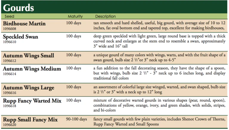 Big Apple Gourd Seed - Image 3