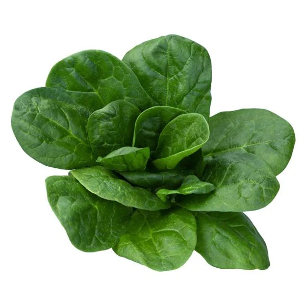 Bloomsdale Longstanding Spinach Vegetable Seed