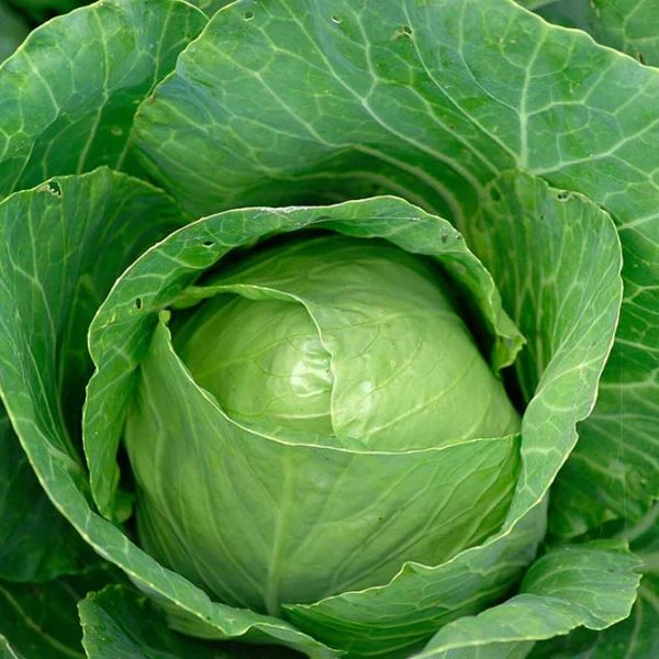 Bravo Hybrid Cabbage Vegetable Seed - Image 2