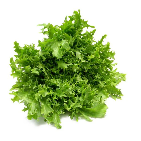 Broad Leaf Batavian Endive Vegetable Seed