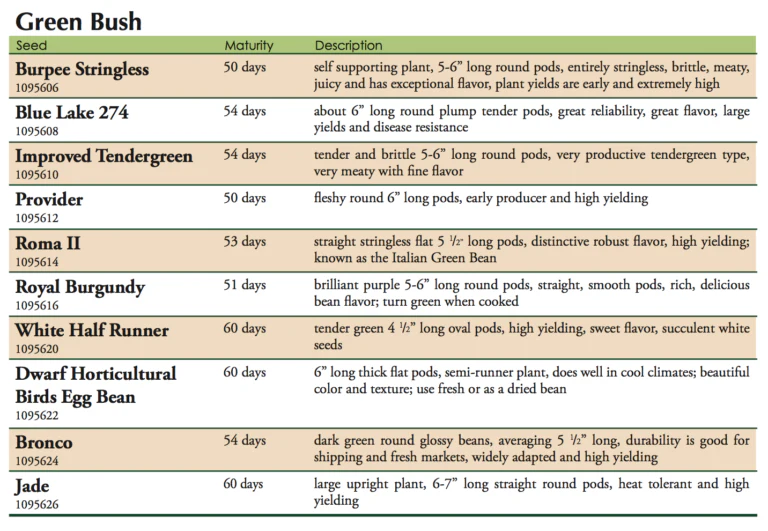 Bronco Bush Bean Vegetable Seed - Image 2