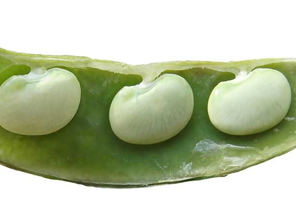 Burpee Improved Lima Bean Vegetable Seed