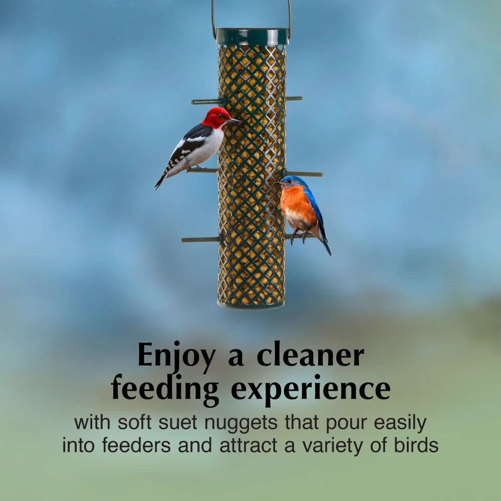Bluebird Suet Nuggets Wild Bird Feed - Image 6
