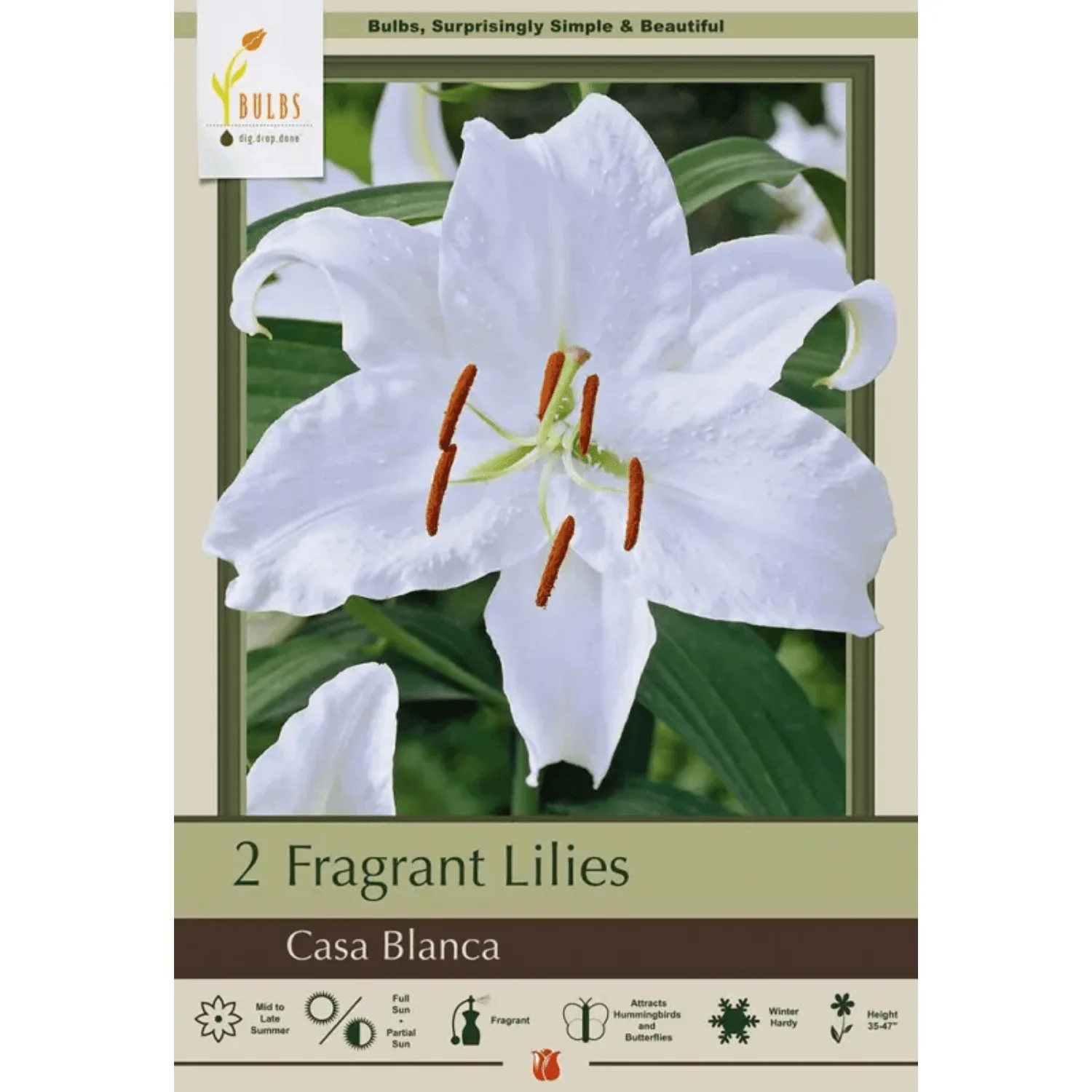 Casa Blanca Oriental Lily (Lilium ‘Casa Blanca’) - 2 Bulbs