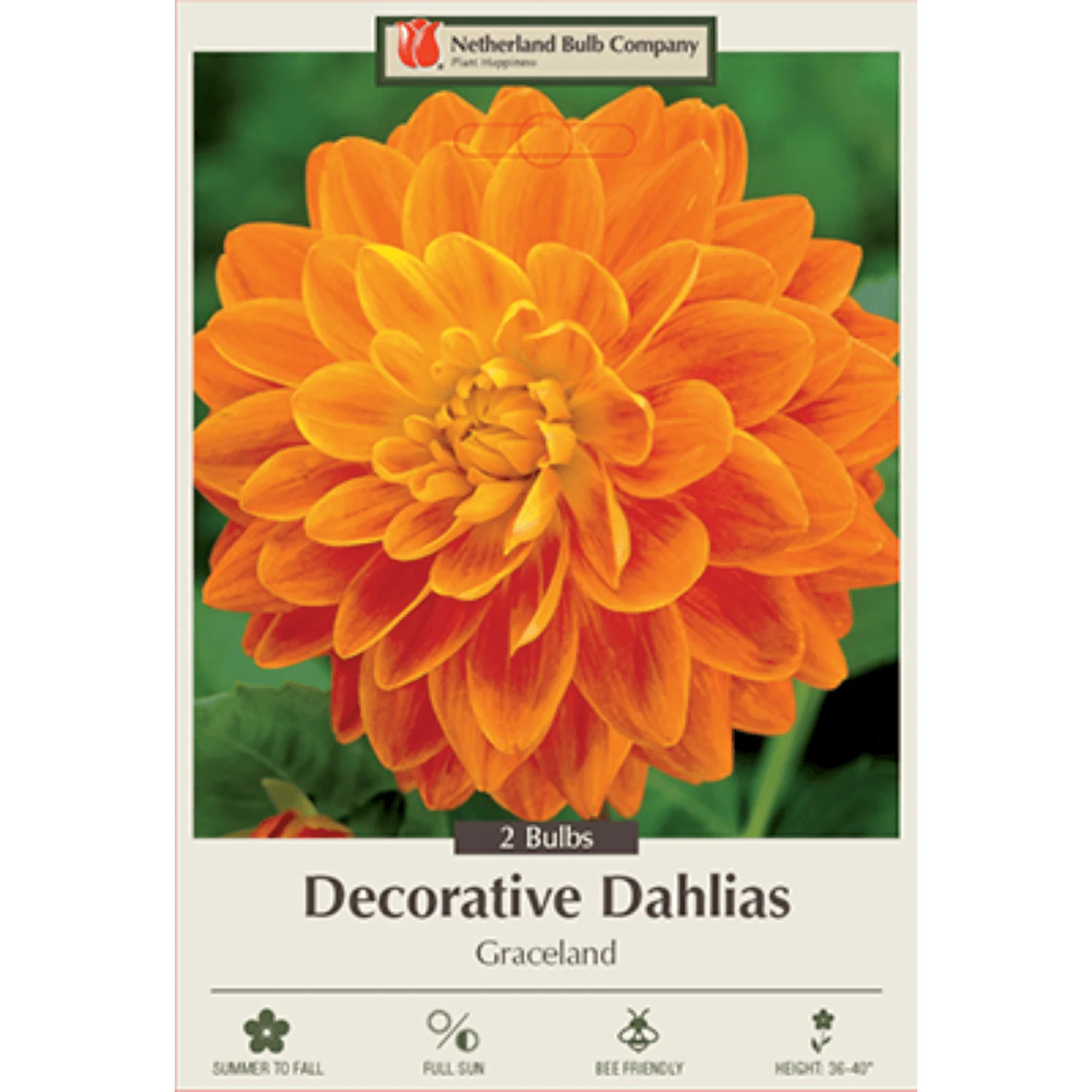 Dahlia Decorative ‘Graceland’ - 2 Bulbs