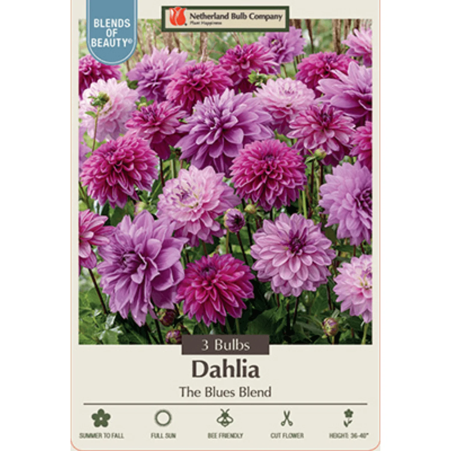 Dahlia Decorative ‘The Blues Blend’
