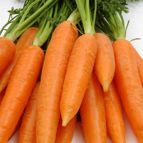 Danvers Half Long Carrot Vegetable Seed