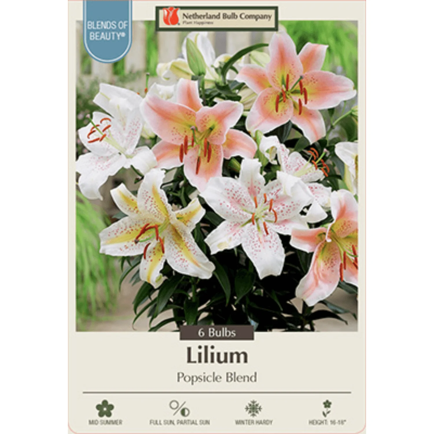 Fragrant Lily – Lilium Oriental ‘Popsicle Blend’