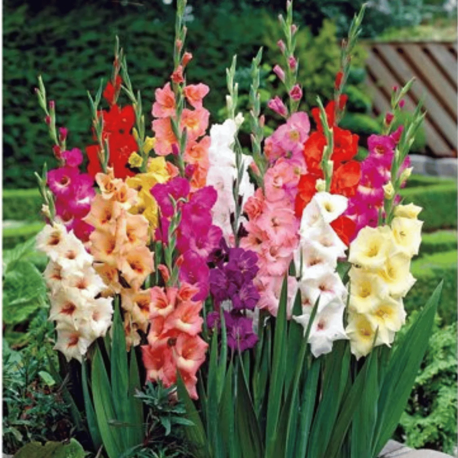 Giant Mixed Gladiolus Bulbs – 30 Count (12 cm)