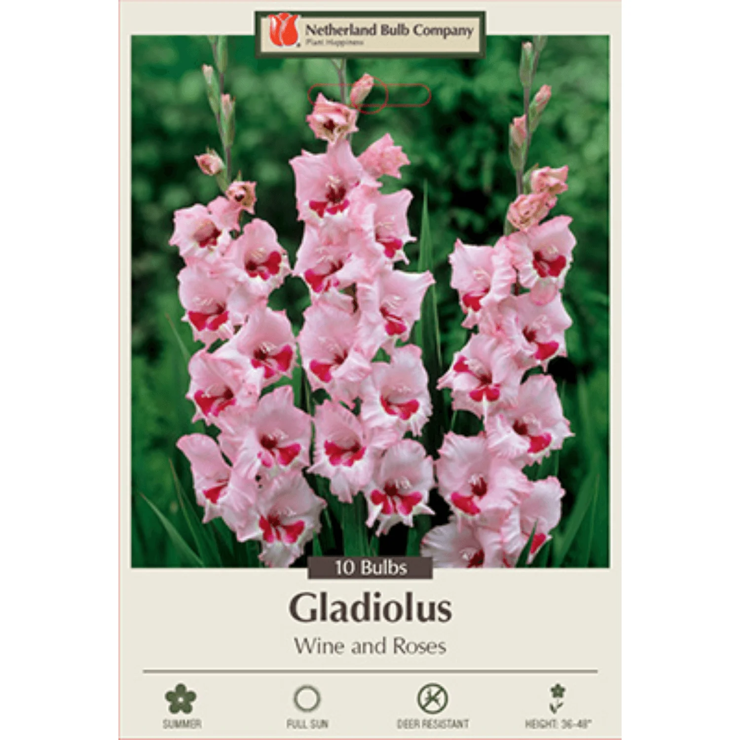 Gladiolus Large Flowering ‘Wine and Roses’