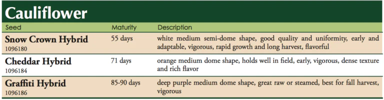 Depurple Cauliflower Vegetable Seeds - Image 3