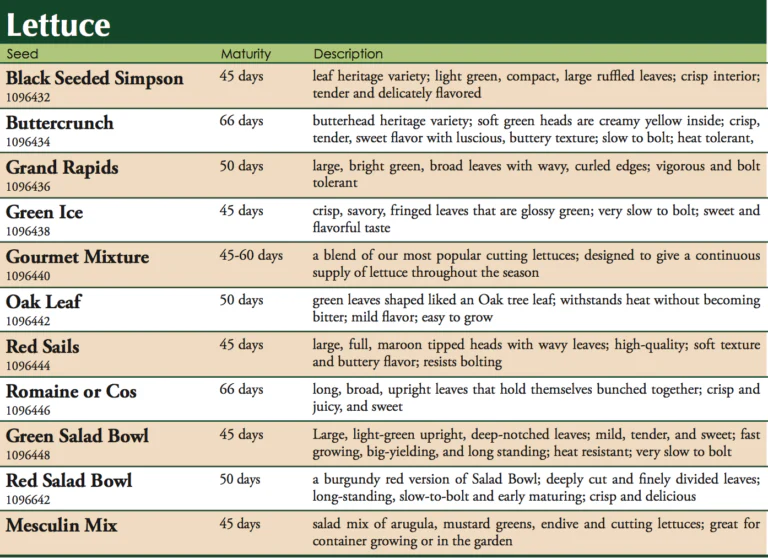 Grand Rapids Lettuce Vegetable Seed - Image 2
