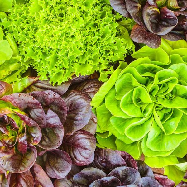Green Ice Lettuce Vegetable Seed