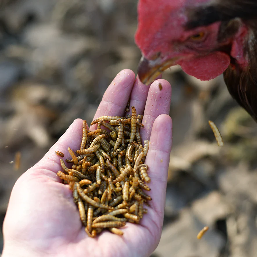 Happy Hen Mealworm Frenzy Dried Mealworms, 10 oz. - Image 4