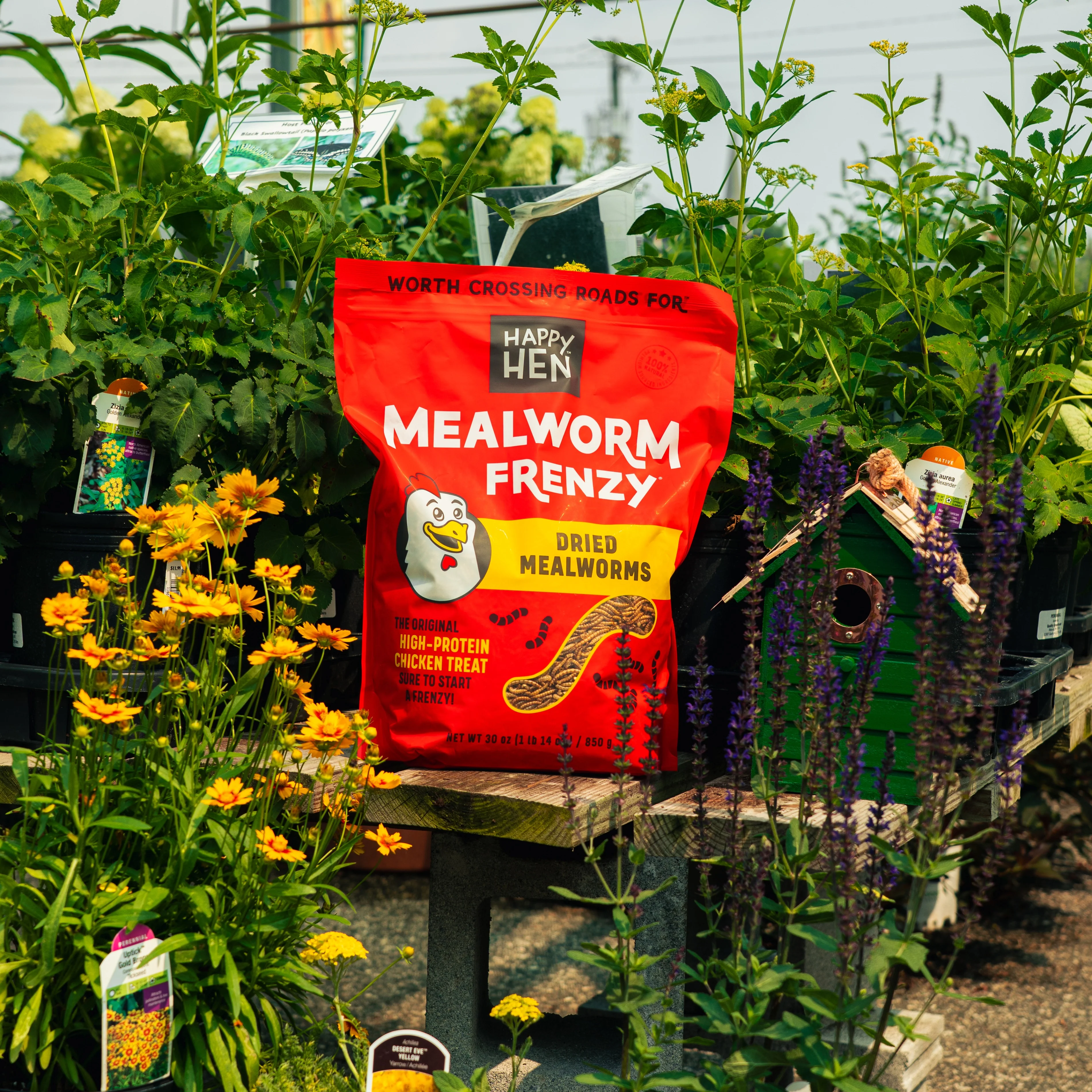 Mealworm Frenzy Chicken Treat