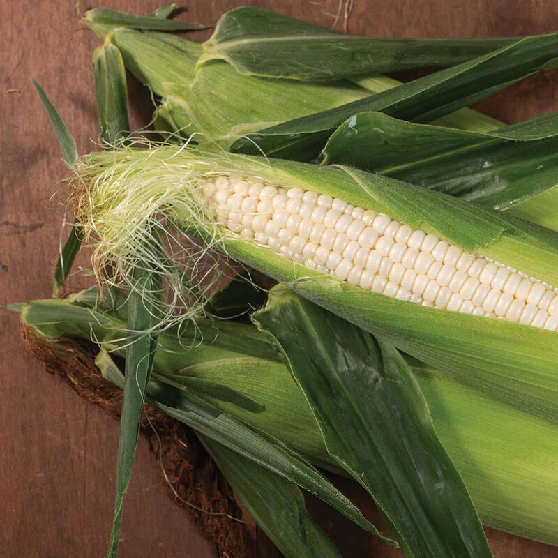 Illusion (White) Sweet Corn Vegetable Seed
