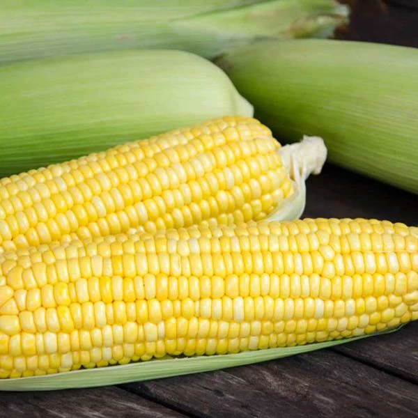 Iochief Su (Yellow) Sweet Corn Vegetable Seed