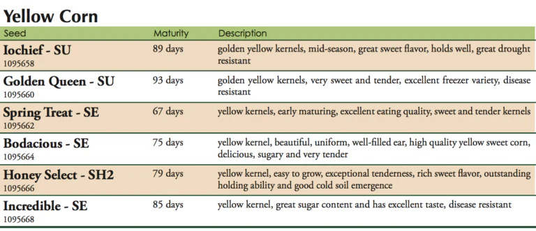 Iochief Su (Yellow) Sweet Corn Vegetable Seed - Image 2
