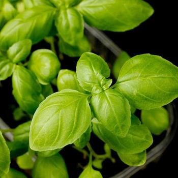 Italian Large Leaf Basil Herb Seed