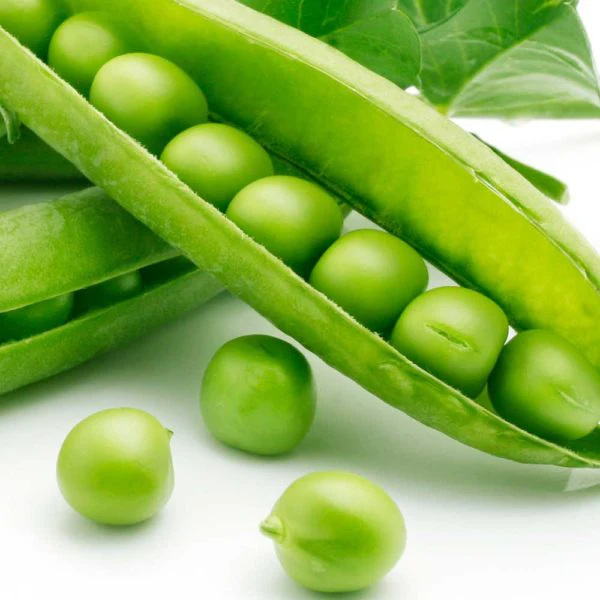 Knight Pea Vegetable Seed