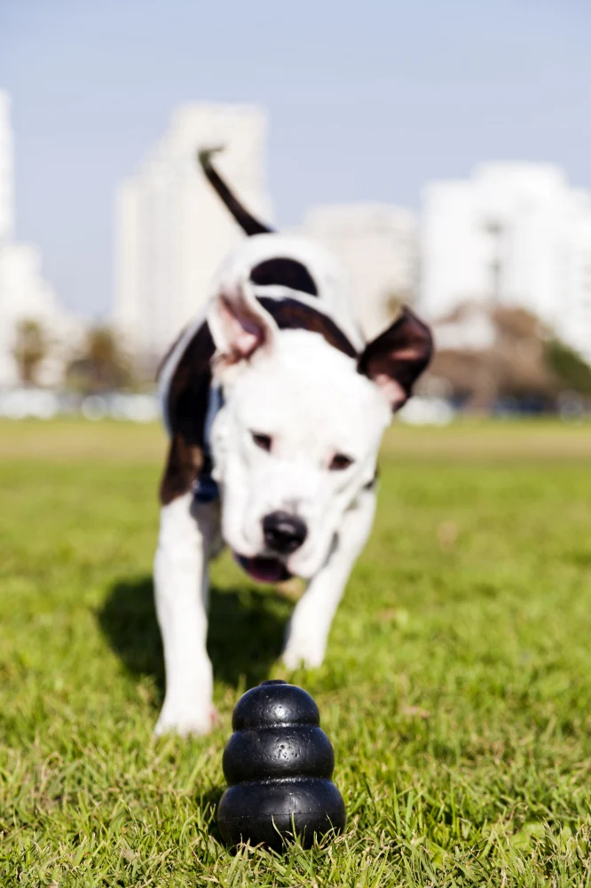 Extreme Dog Toy - Image 3