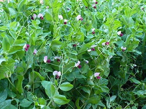 Dwarf Gray Sugar Snow Pea Vegetable Seed