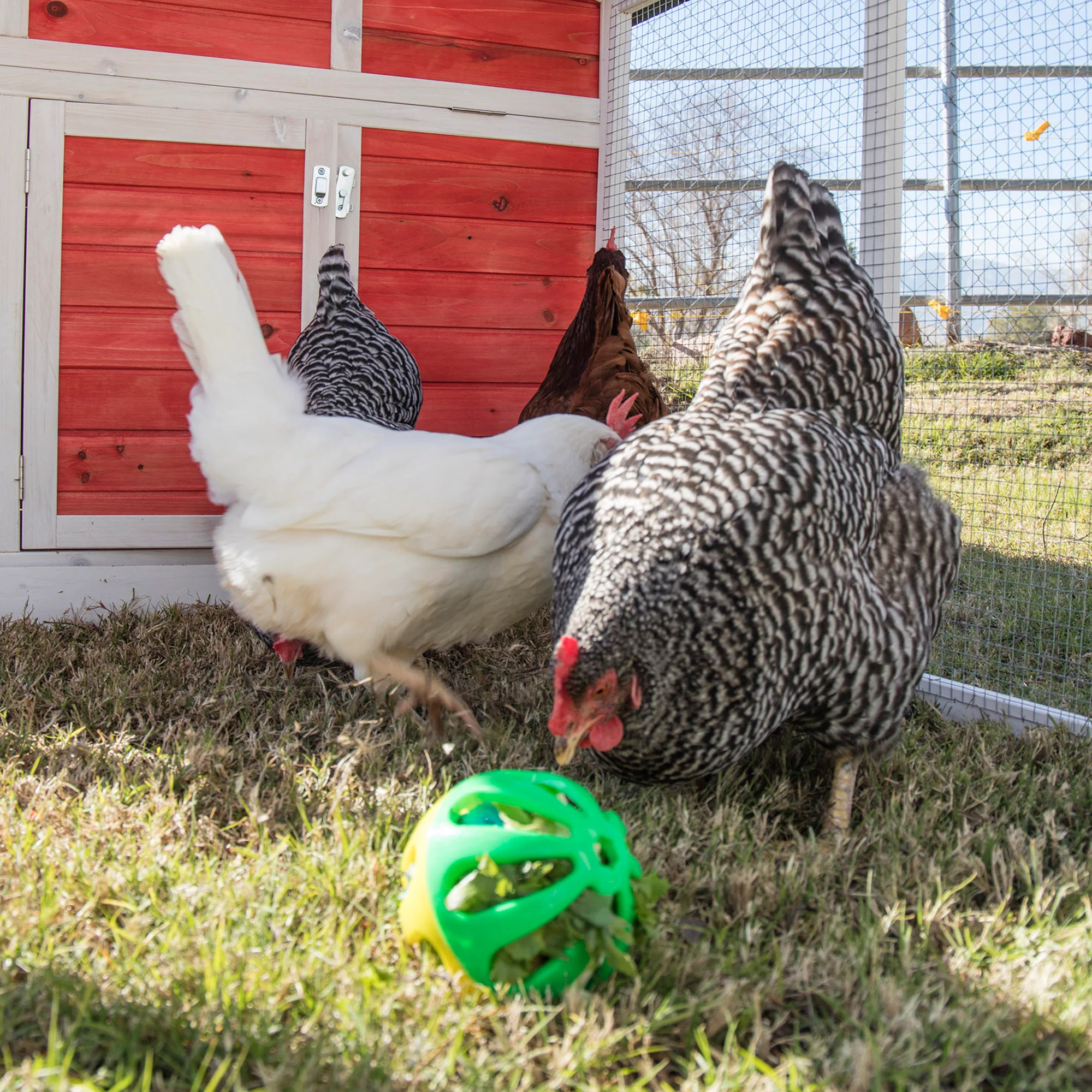 Poultry Peck-n-Play Ball - Image 2