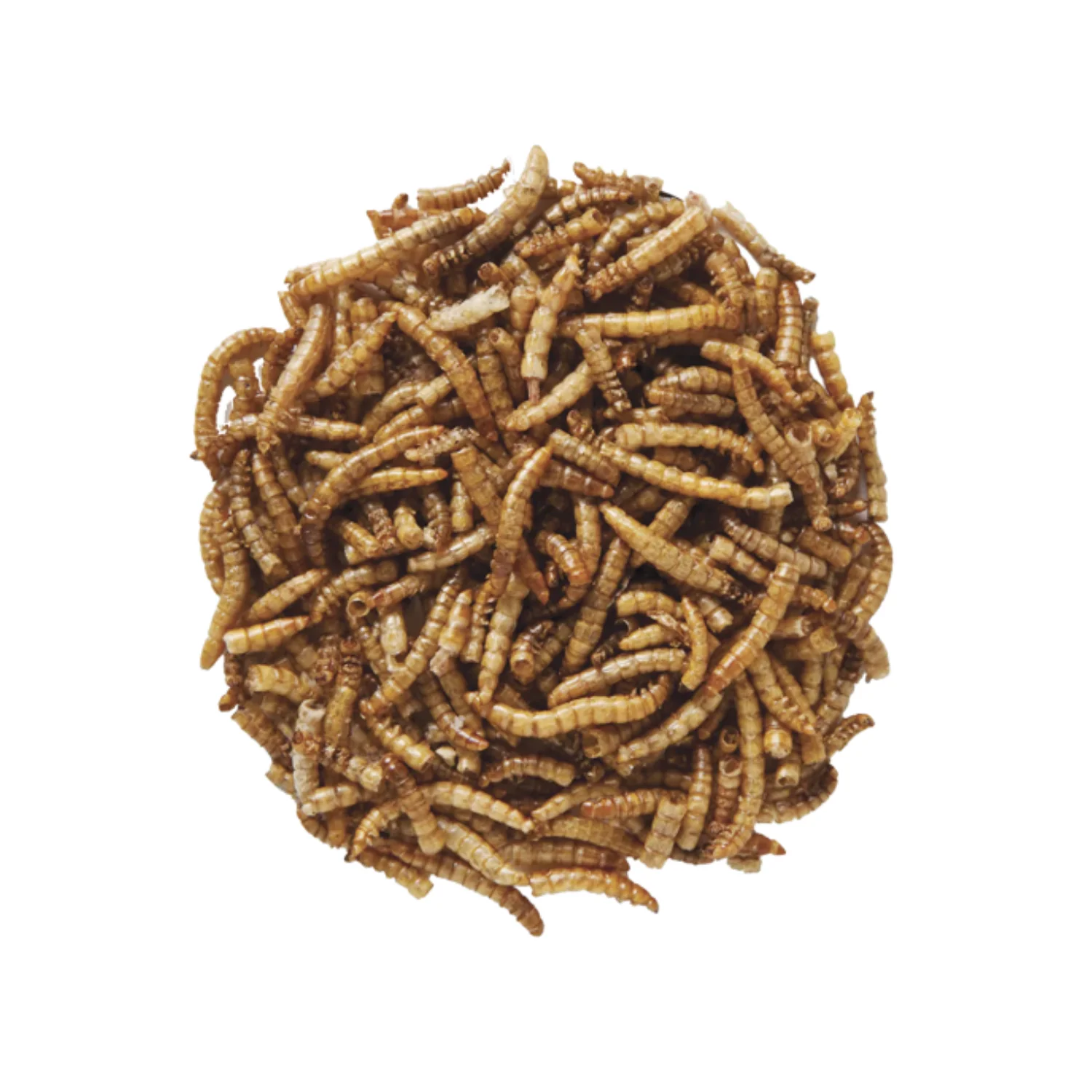 Premium Dried Mealworms - Image 2