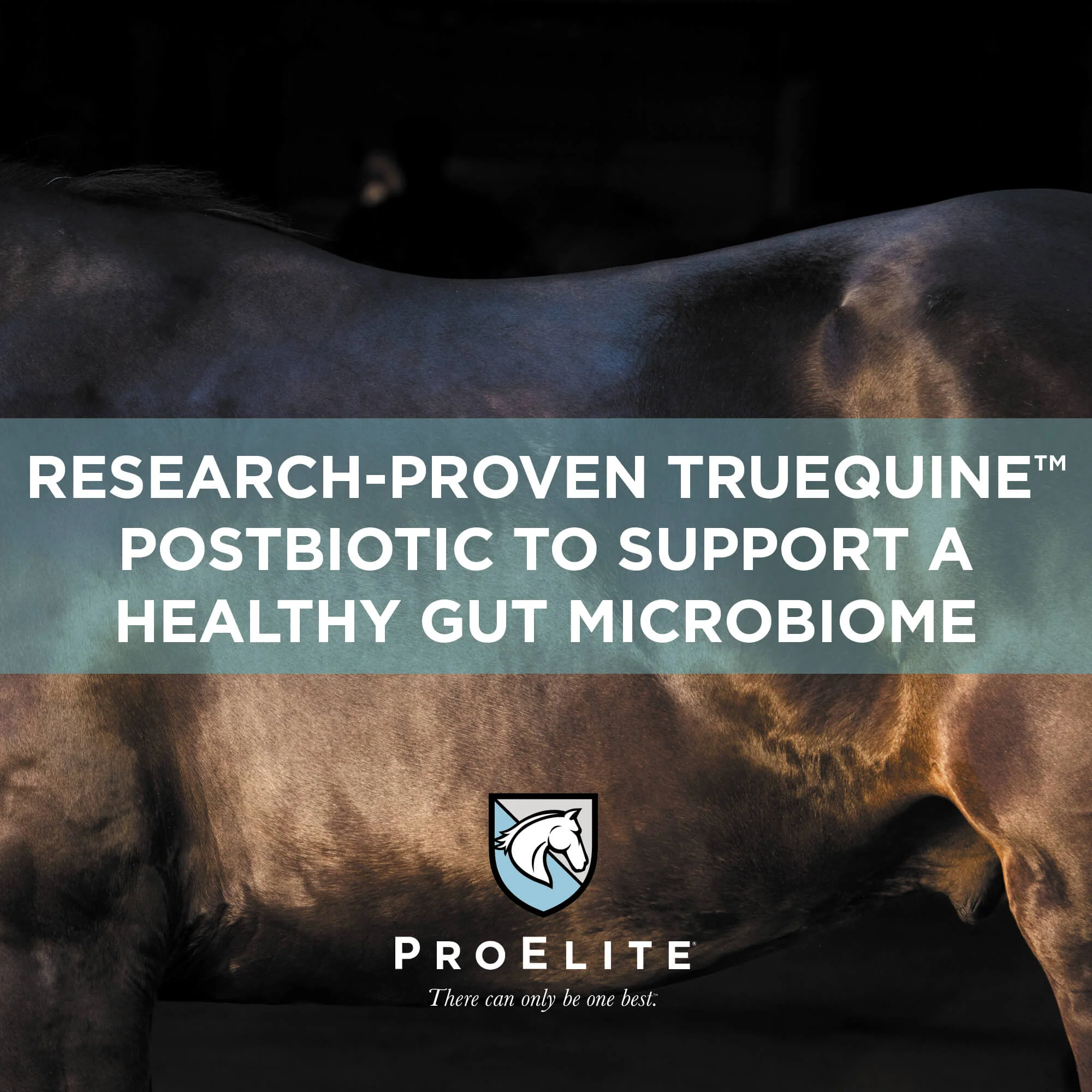 ProElite GutBiome Supplement for Horses - Image 6