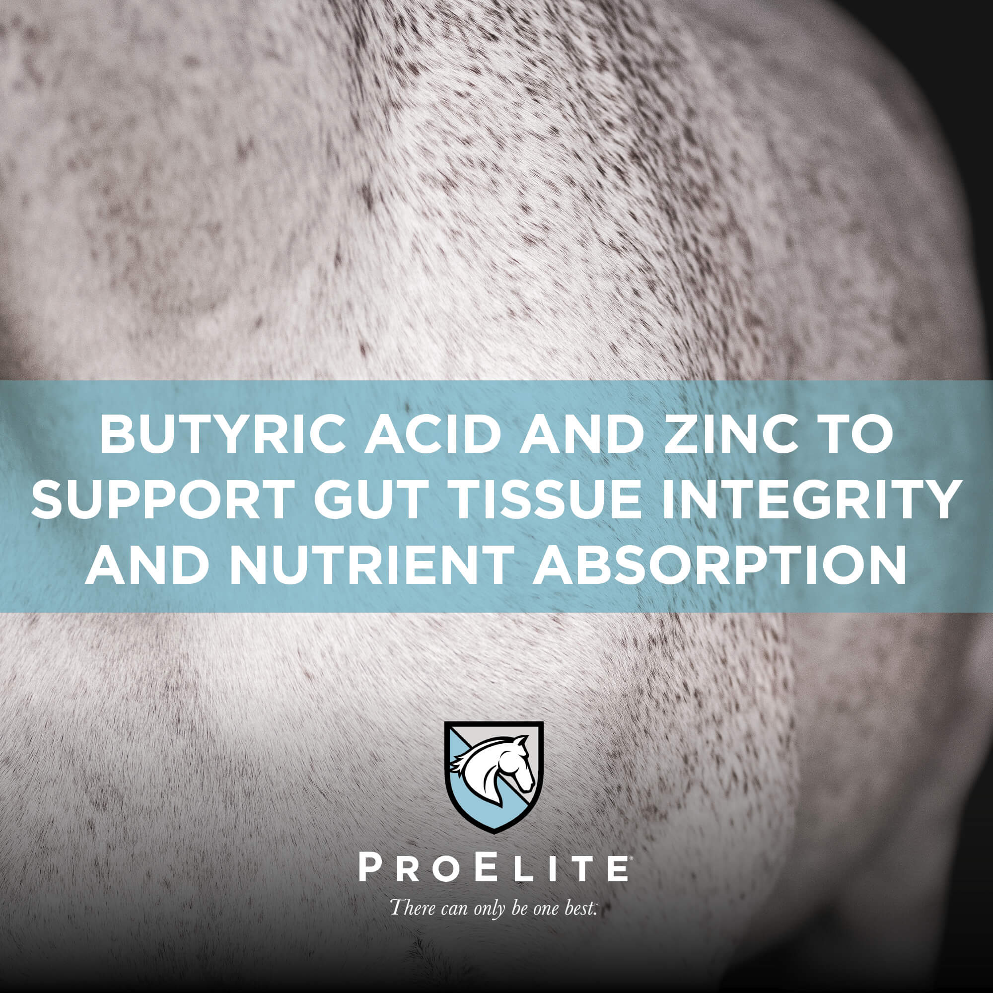 ProElite GutBiome Supplement for Horses - Image 7