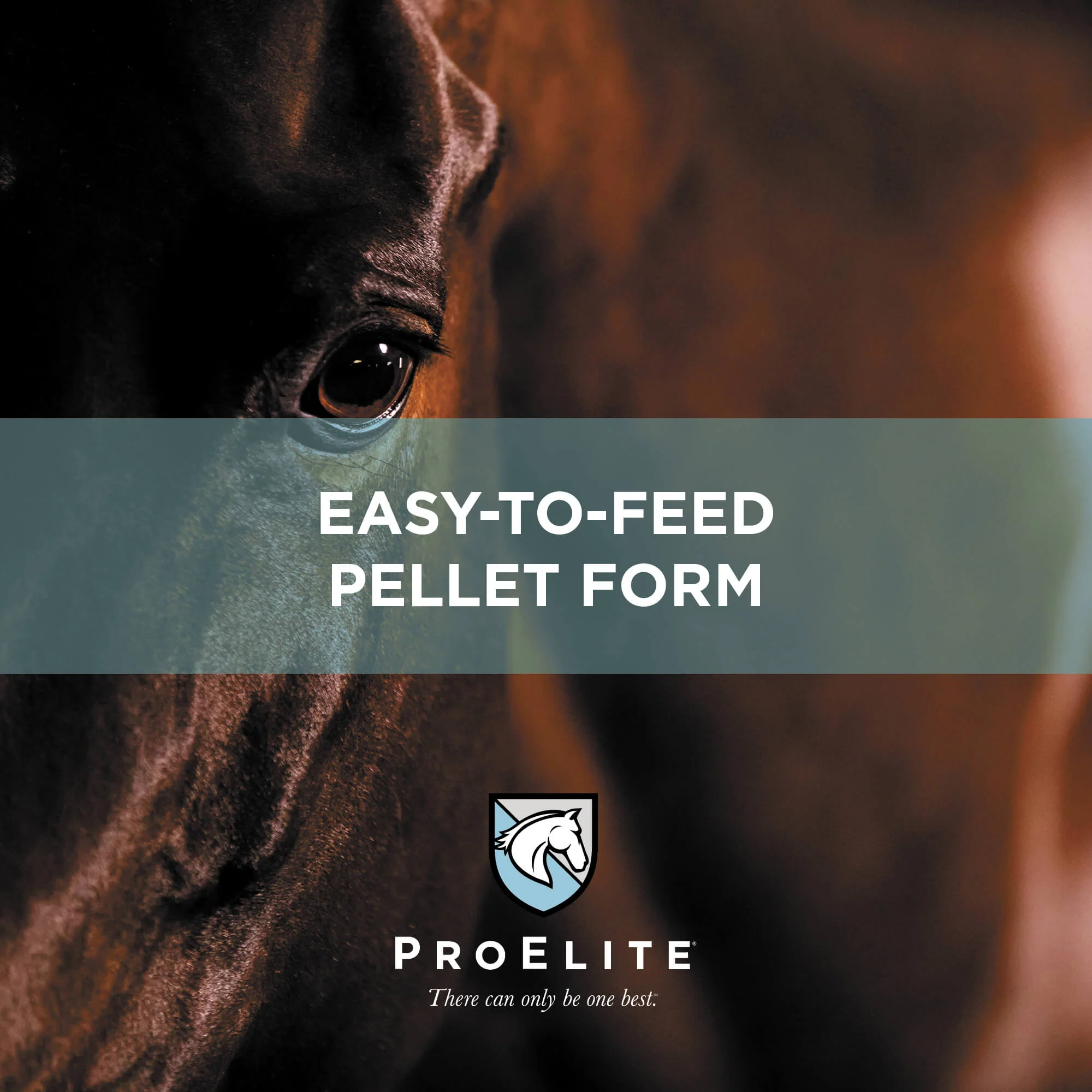 ProElite Joint Supplement for Horses - Image 6