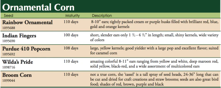 Purdue 410 Popcorn Vegetable Seed - Image 2