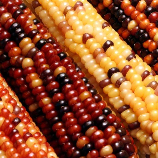 Rainbow Ornamental Corn Vegetable Seed