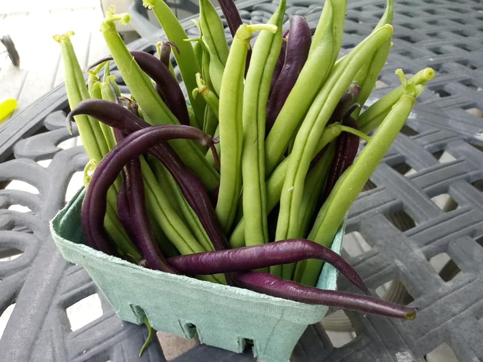 Royal Burgundy Bush Bean Vegetable Seed