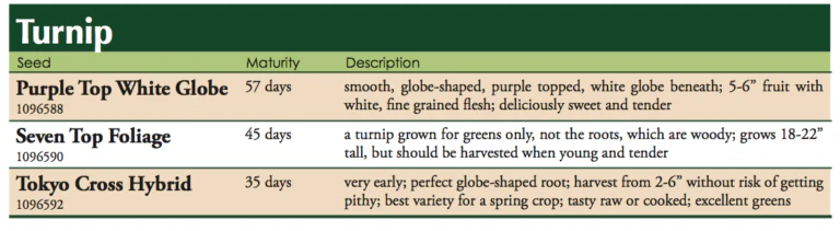 Seven Top Foliage Turnip Vegetable Seed - Image 2