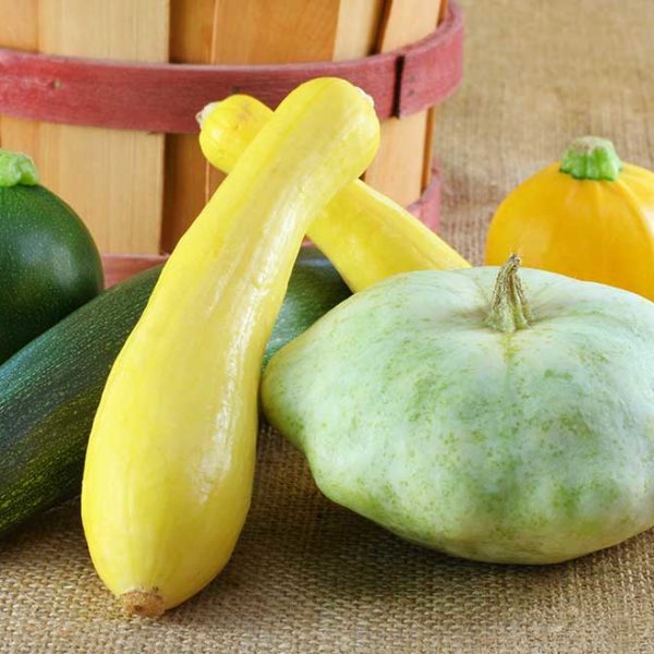 Spaghetti Squash Vegetable Seed