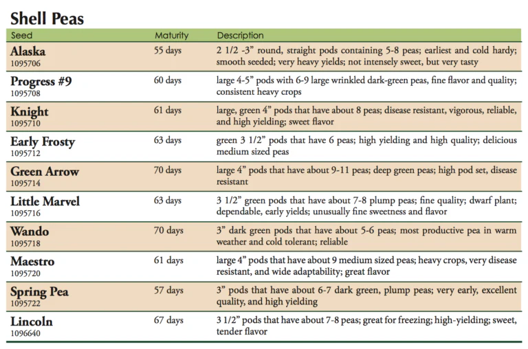 Sugar Sprint Pea Vegetable Seed - Image 2