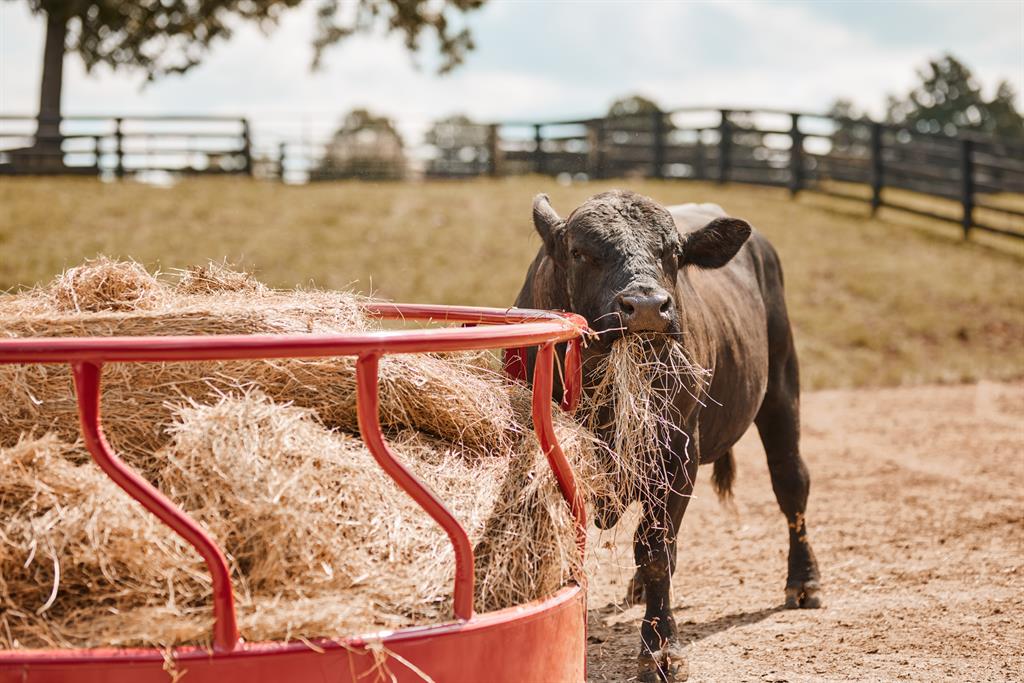 Tarter Titan Bull Cattle Round Bale Hay Feeder - Image 2