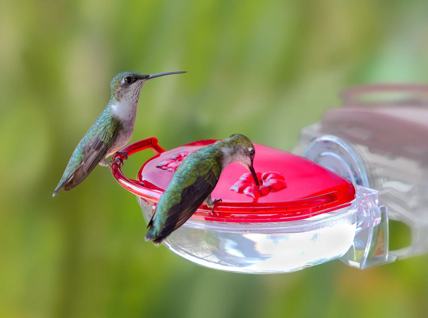 The Gem Window Hummingbird Feeder