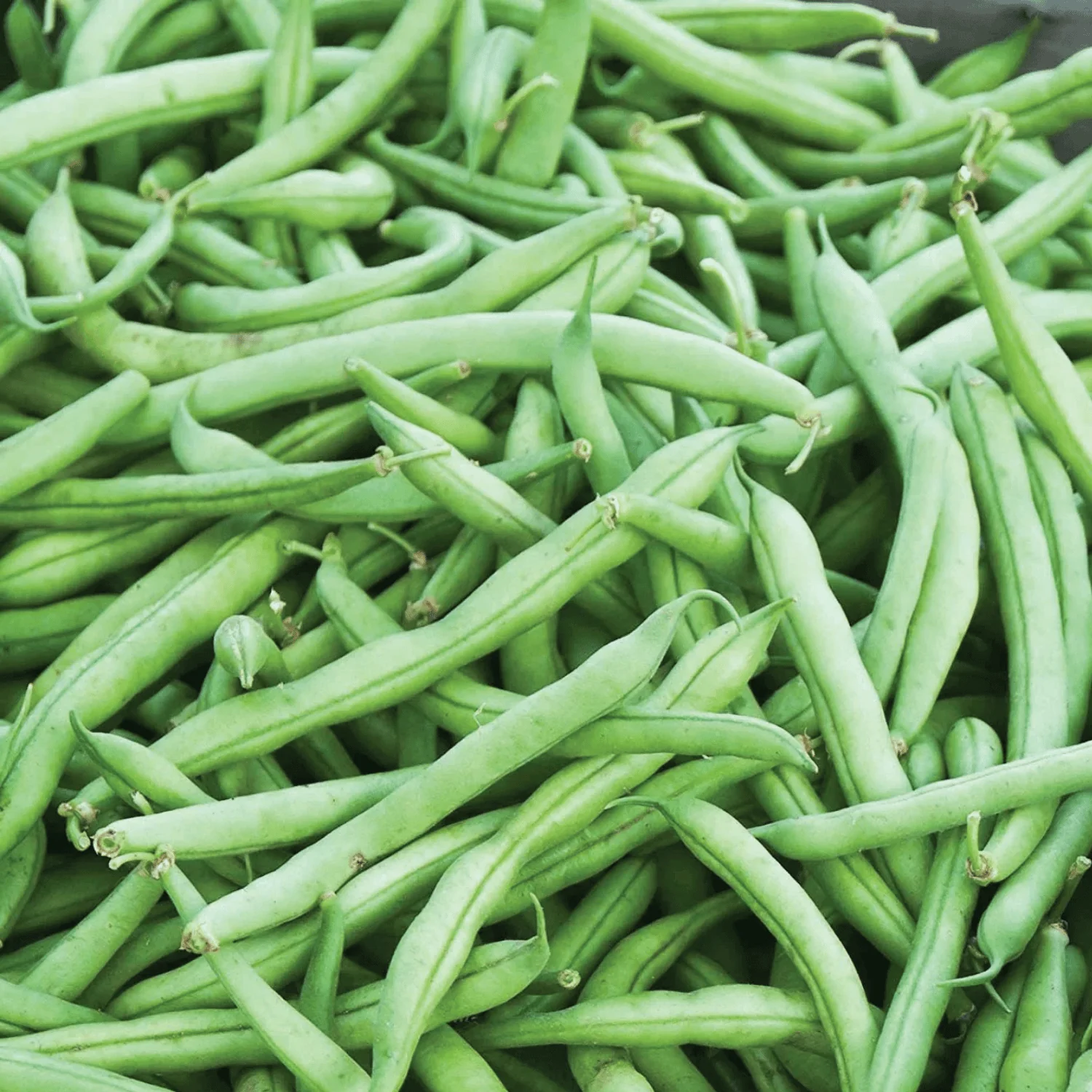 The Mill Bush Strike Green Bean Seed