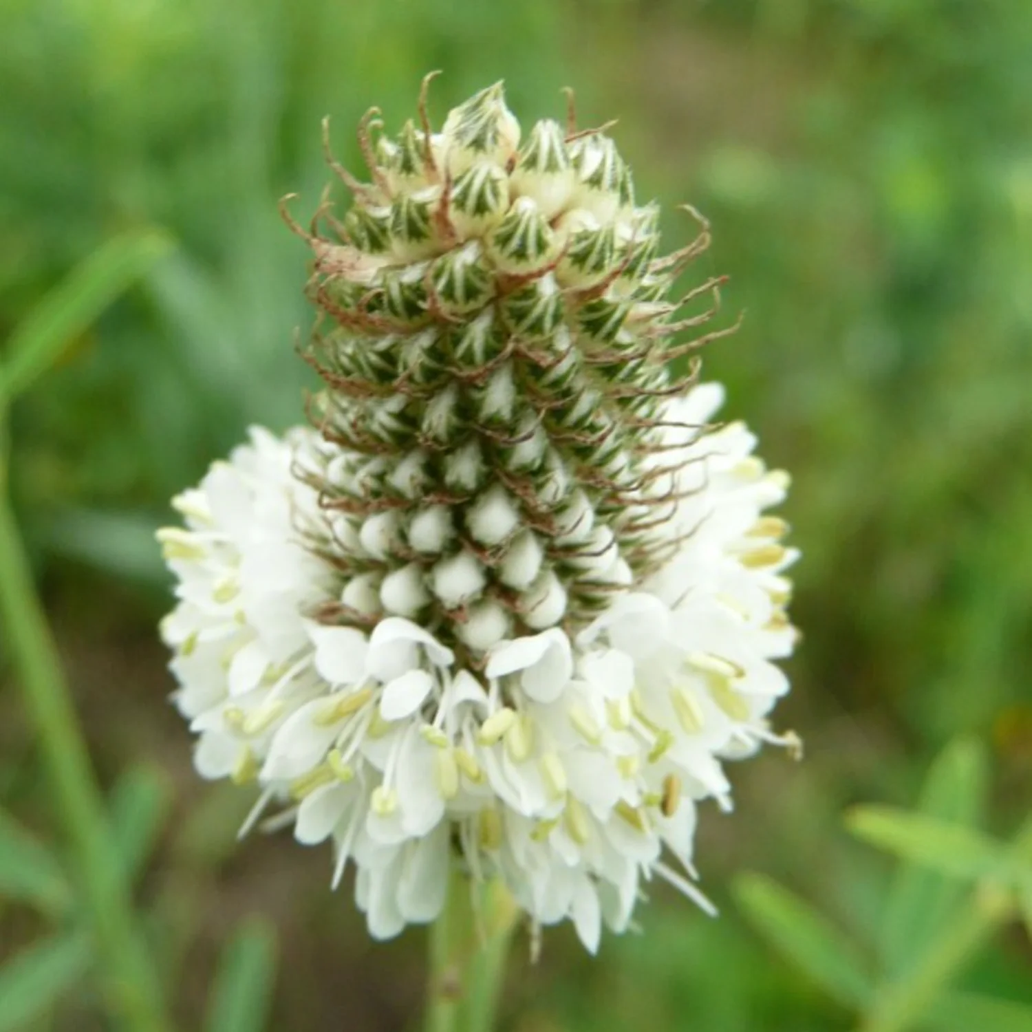 Upland Meadow Seed Mixture, 50lb. - Image 3