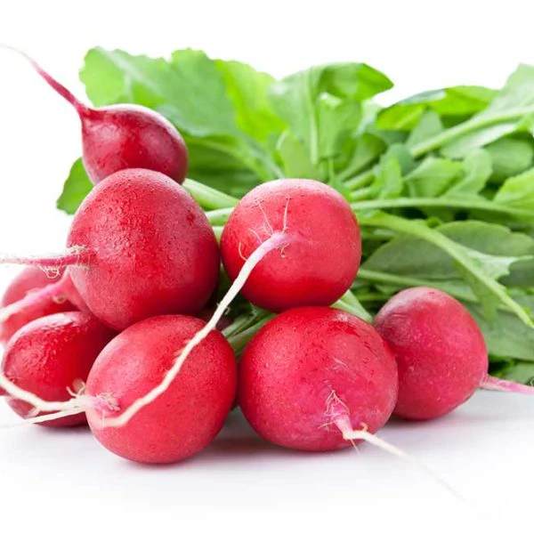 White Icicle Radish Vegetable Seed