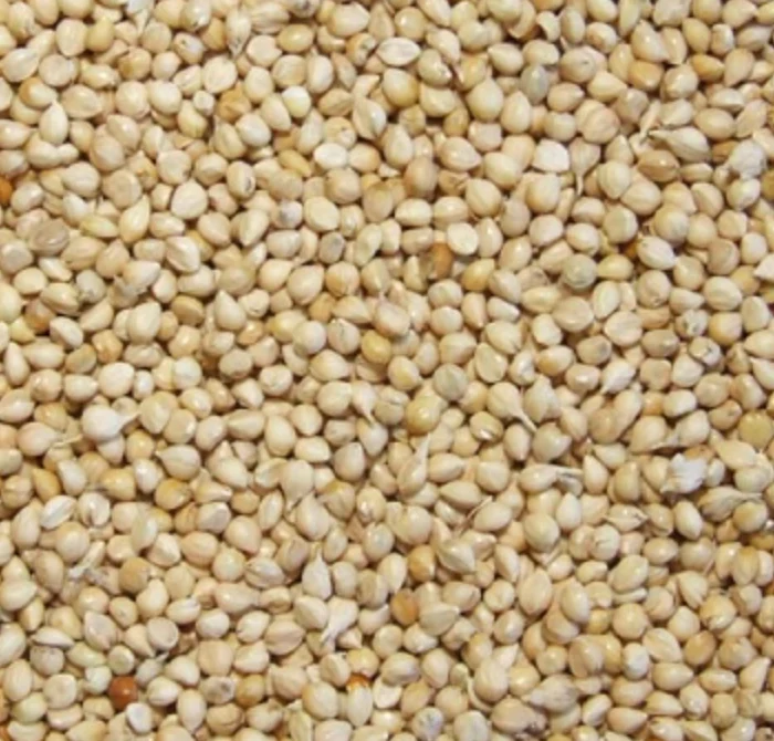 The Mill White Millet Bird Seed